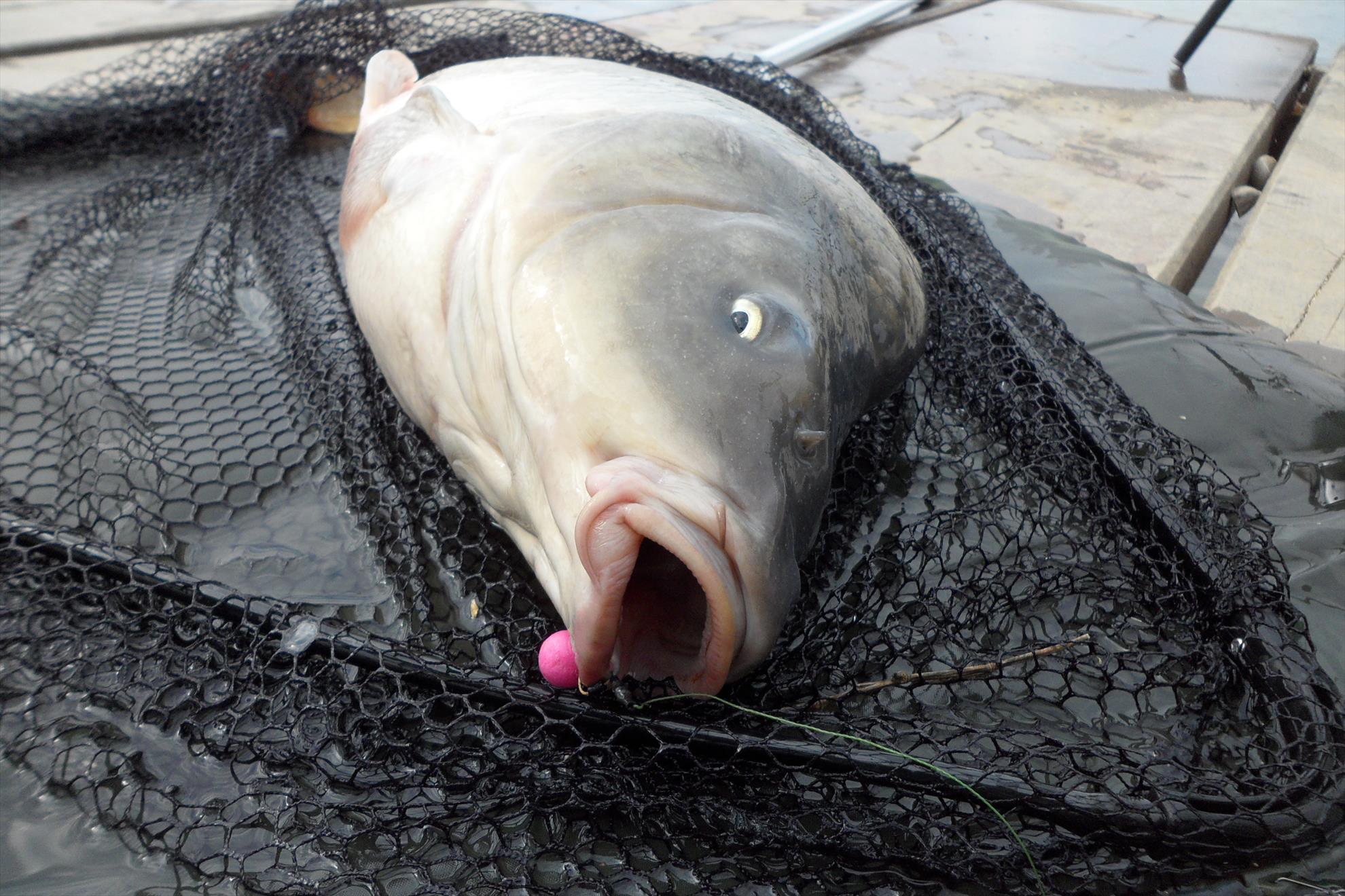 Pleasa 2013 - Pop-up-ul care nu ma lasa la greu!
